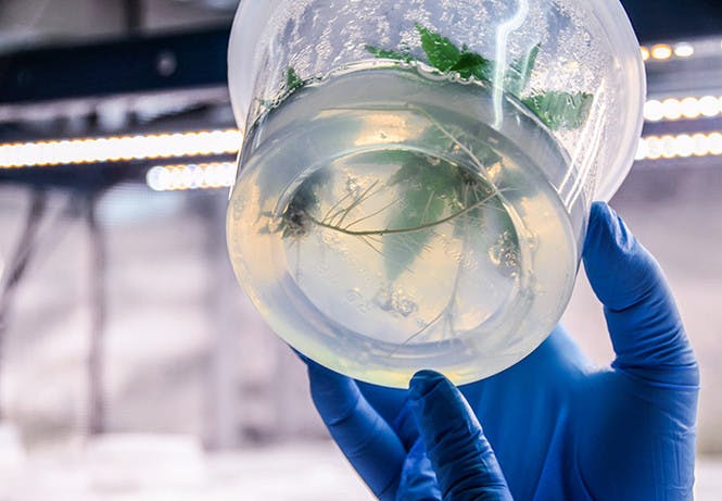 tissue culture clone in a container