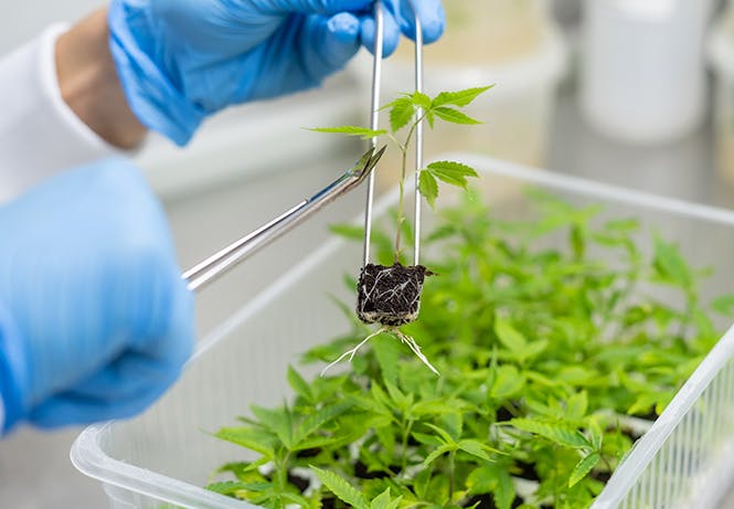 Hand holding a plant