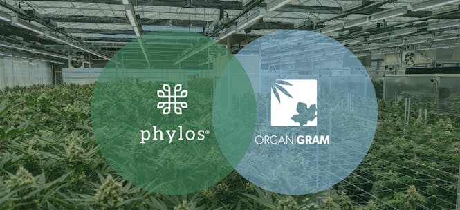 phylos and organigram logos against greenhouse background