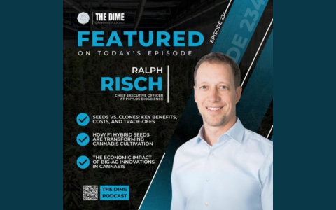 Uniform Genetics, F1 Hybrids, Better Yields: New Age Cannabis Cultivation