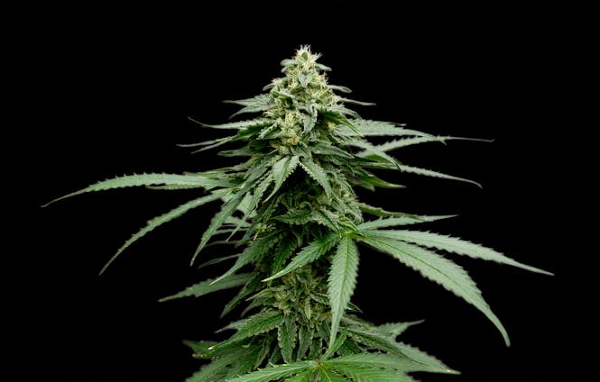 an image of a cannabis plant cola