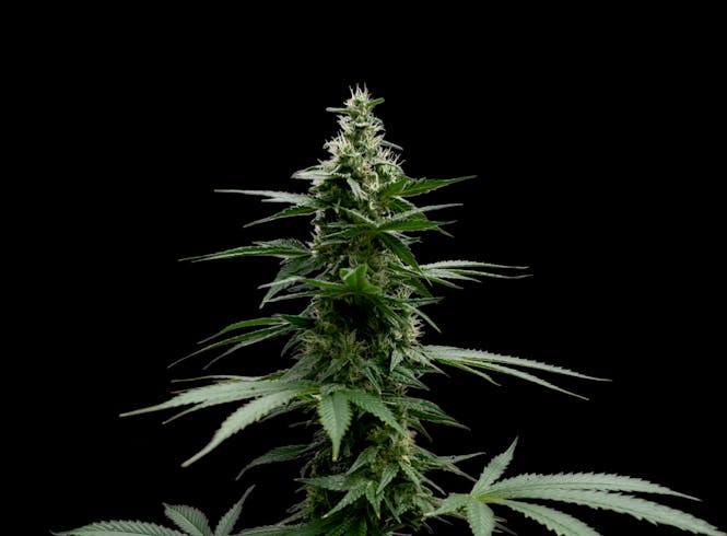 an image of a cannabis plant cola