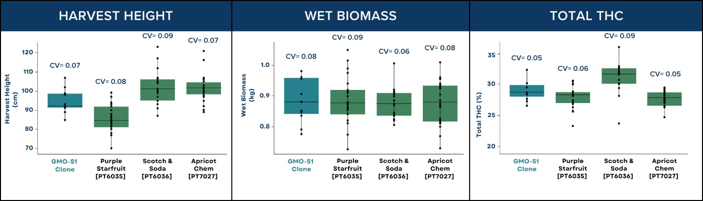 Box plots with statistical analysis showing there were no significant differences in variance for harvest height, wet biomass, or total THC.