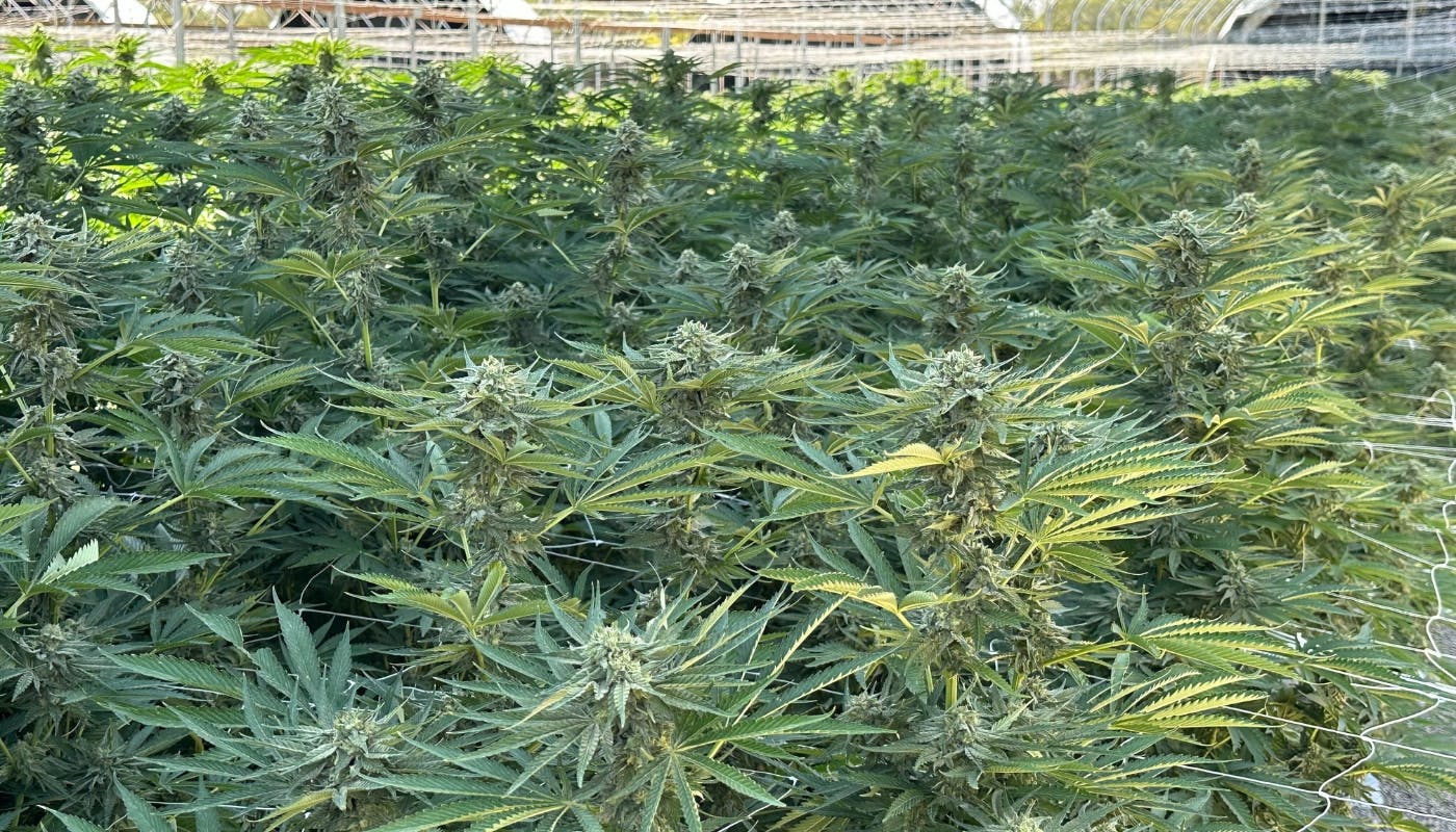 uniform cannabis plants