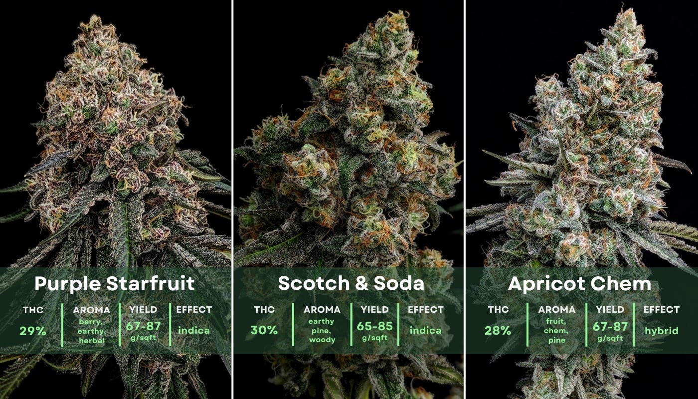 3 Phylos varieties tested: Purple Starfruit, Scotch & Soda, Apricot Chem on black background with main features highlighted