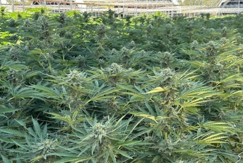 uniform plants