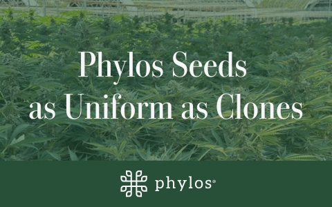 Phylos seeds as uniform as clones on green background with Phylos logo