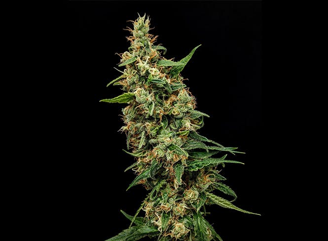 an image of a cannabis plant cola