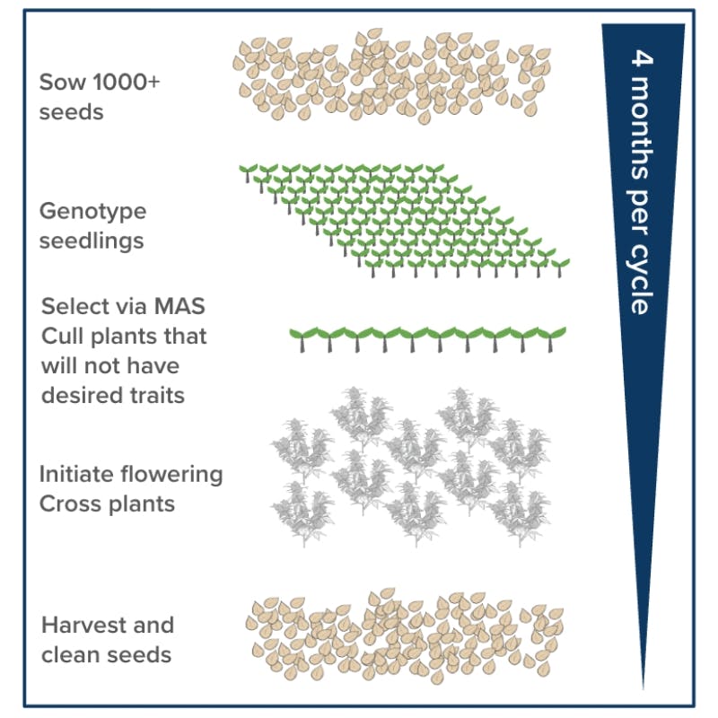One Phylos MAS cycle: 1. Sow 1000+ seeds 2. Genotype seedlings 3. Select via MAS, cull plants that will not have desired traits 4. Initiate flowering, cross plants 5. Harvest and clean seeds. There are 4 months per cycle.
