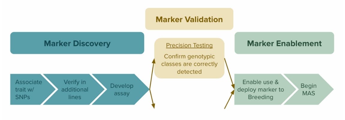 Pipeline of how Phylos identifies genetic markers