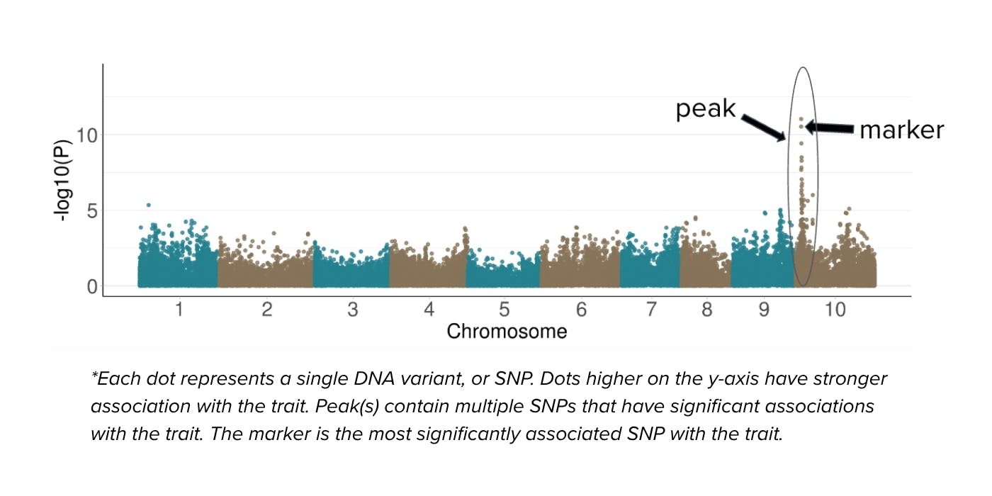 Manhattan plot: *Each dot represents a single DNA variant, or SNP. Dots higher on the y-axis have stronger association with the trait. Peak(s) contain multiple SNPs that have significant associations with the trait. The marker is the most significantly associated SNP with the trait.