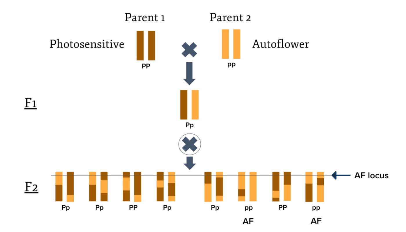 Mendelian inheritance, autoflower trait