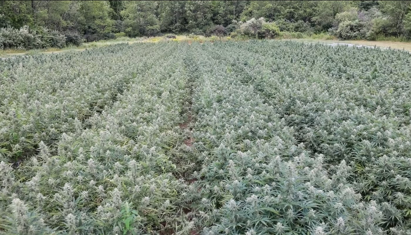 Zesty Parm, Bumper OG outdoor field