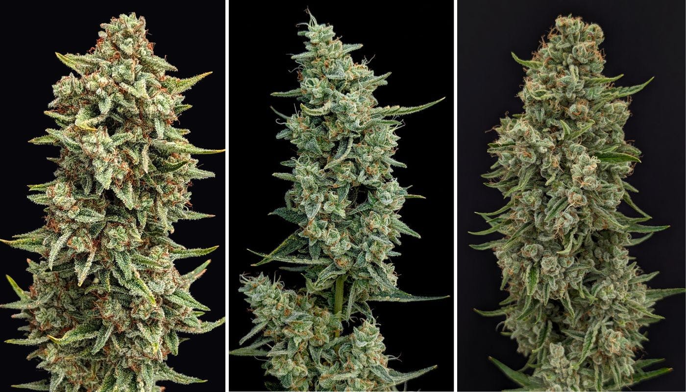 Phylos varieties, Zesty Parm, Sasquatch Breath, and Frodo Squeeze