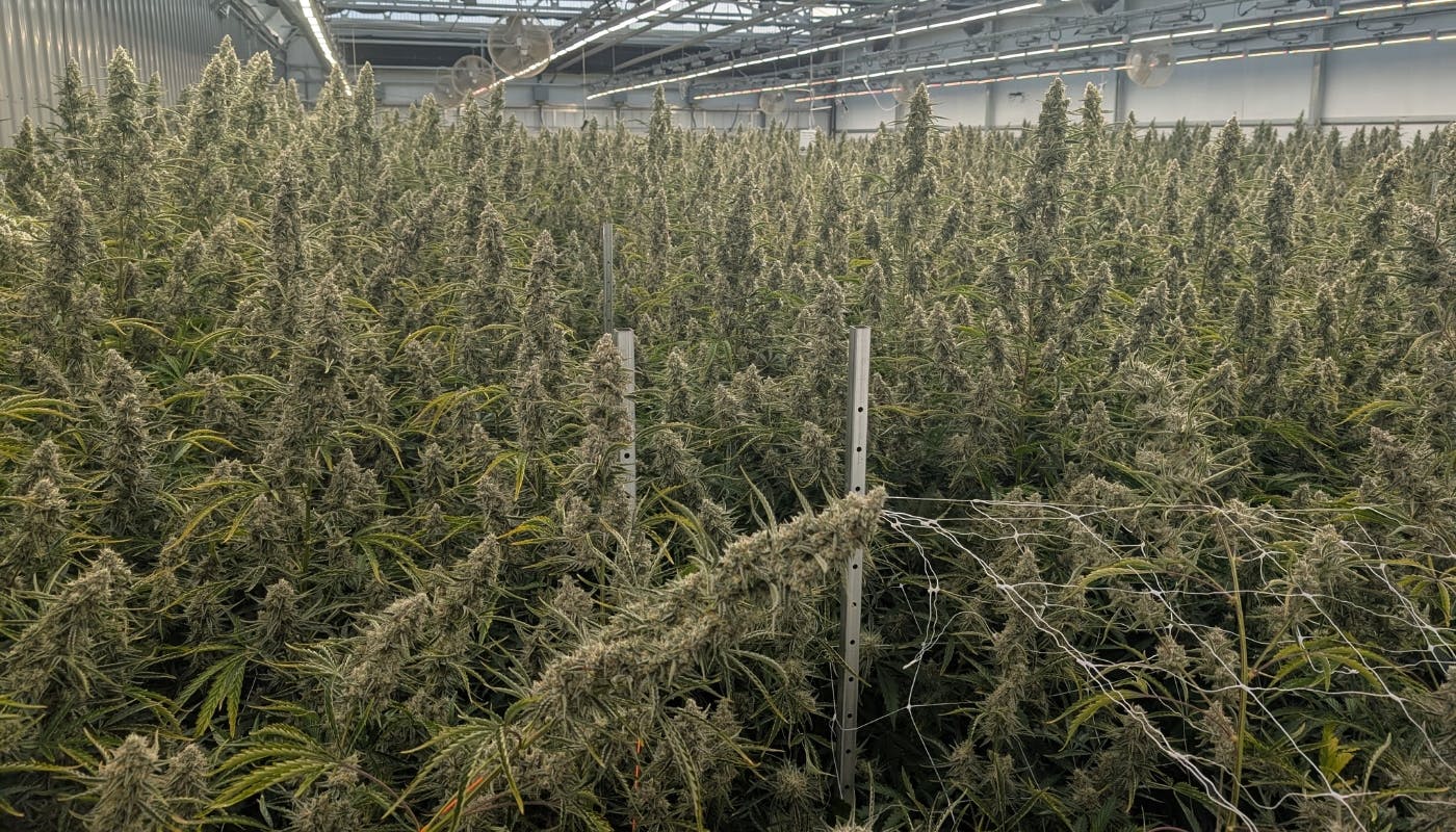 Image: Phylos autoflower variety, Zesty Parm — greenhouse