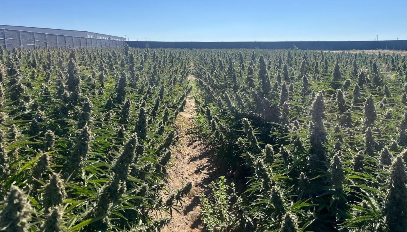 Image: Phylos autoflower variety, Bumper OG — outdoor