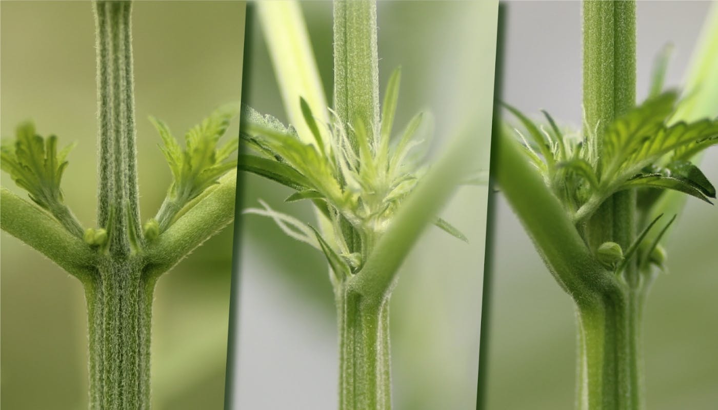Male plant on the left, a female in the middle, and a hermaphrodite on the right. 