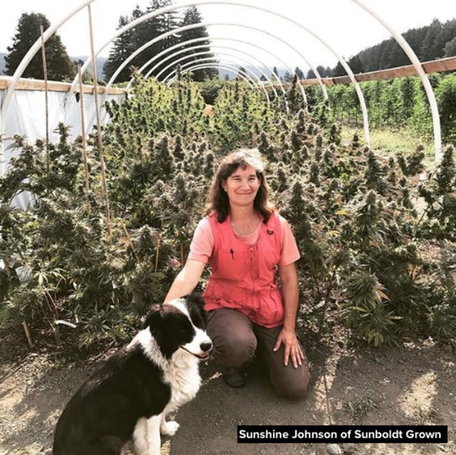 Sunshine Johnson from Sunbolt Grown