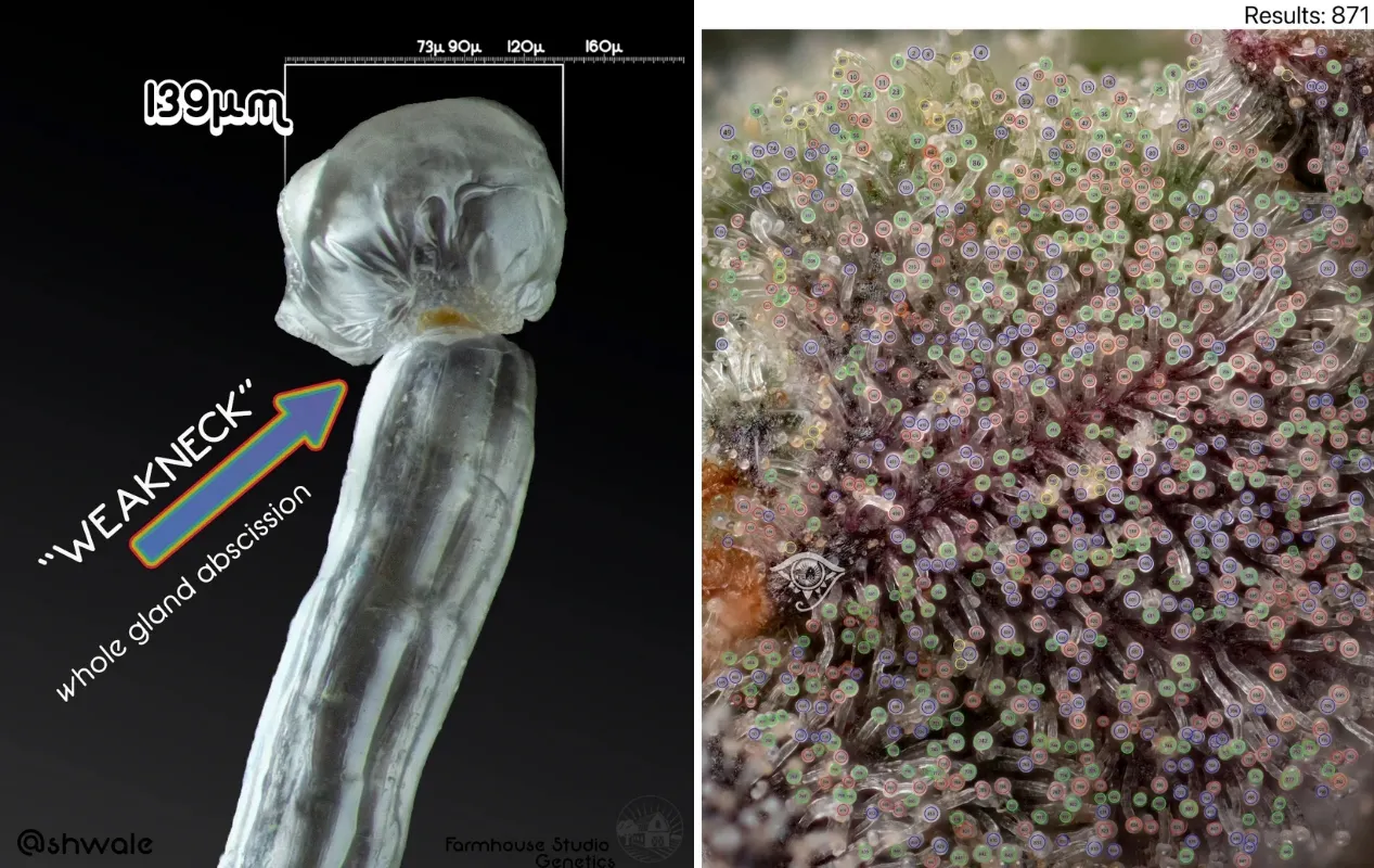 Weak trichome neck (1) high trichome density (2) Shwale / Farmhouse Studio Genetics; via Lowtemp Industries, “Advancements In Cannabis Genetics with Shwale from Farmhouse Studio,” June 3, 2024.