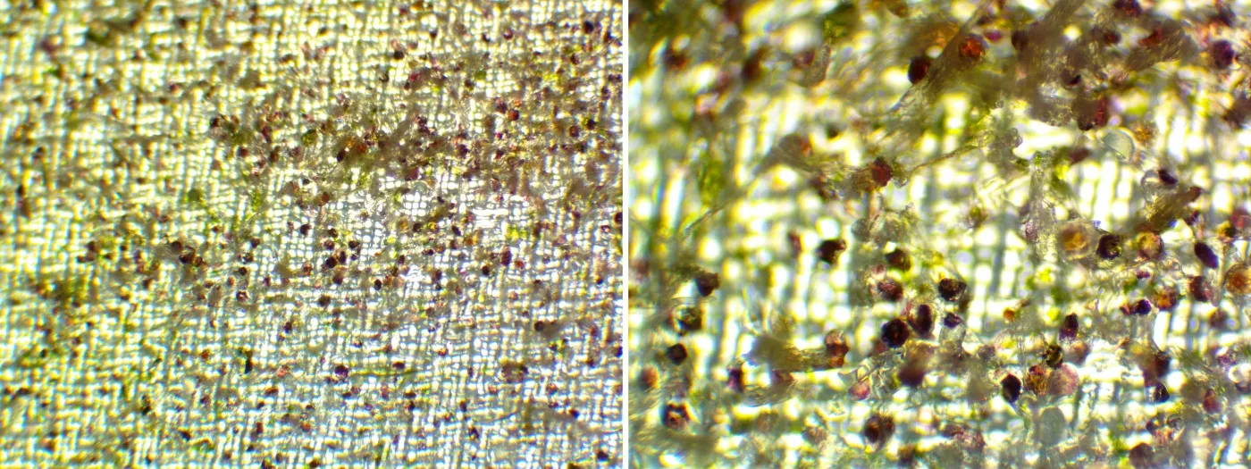 Purple trichomes captured during wash filtration (photo by Kelley Bastin, Research Lab Technologist, Progressive Plant Research, Phylos’ R&D partner facility).
