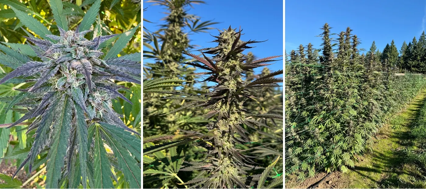 Grape Bubblegum grown at an outdoor partner facility.