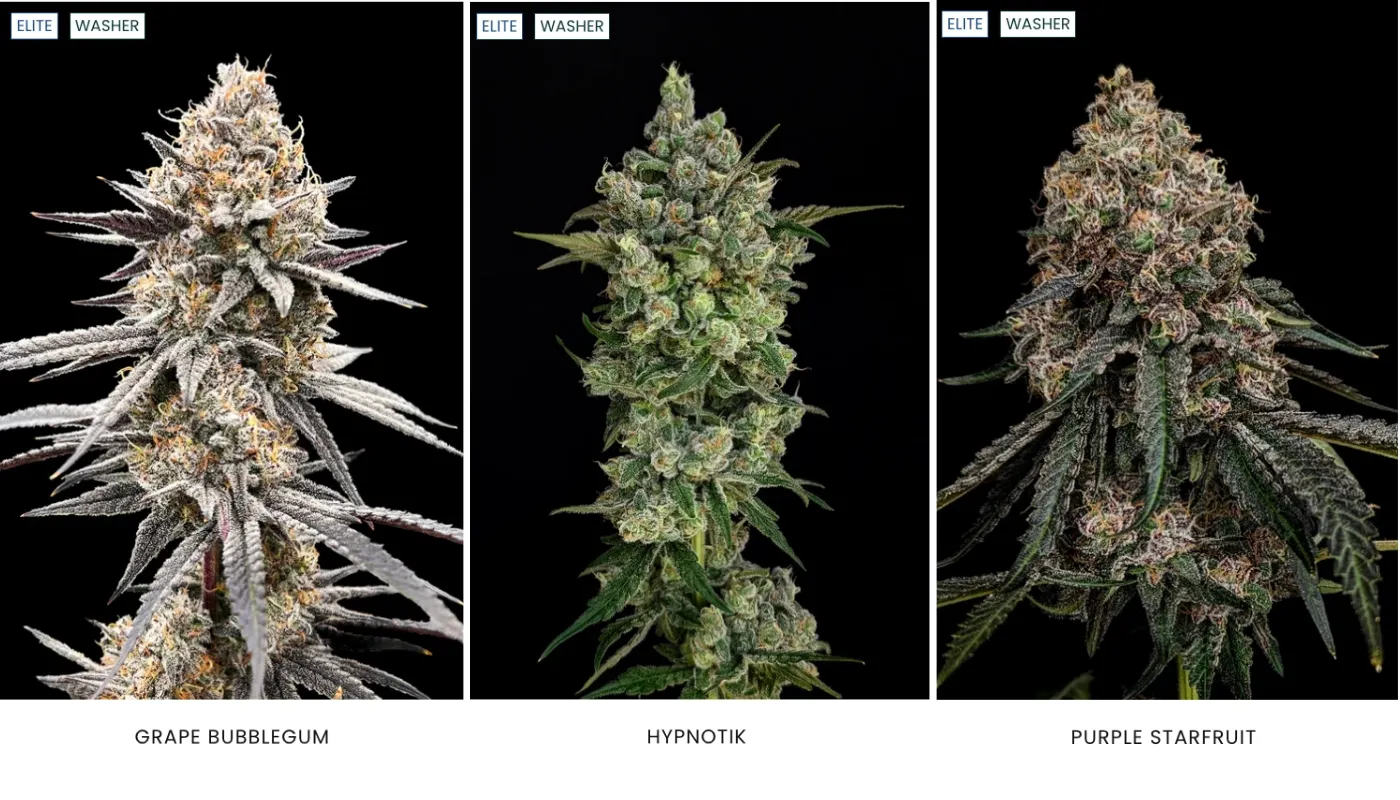 Phylos washer varieties