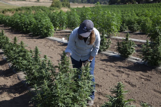 woman in hemp field