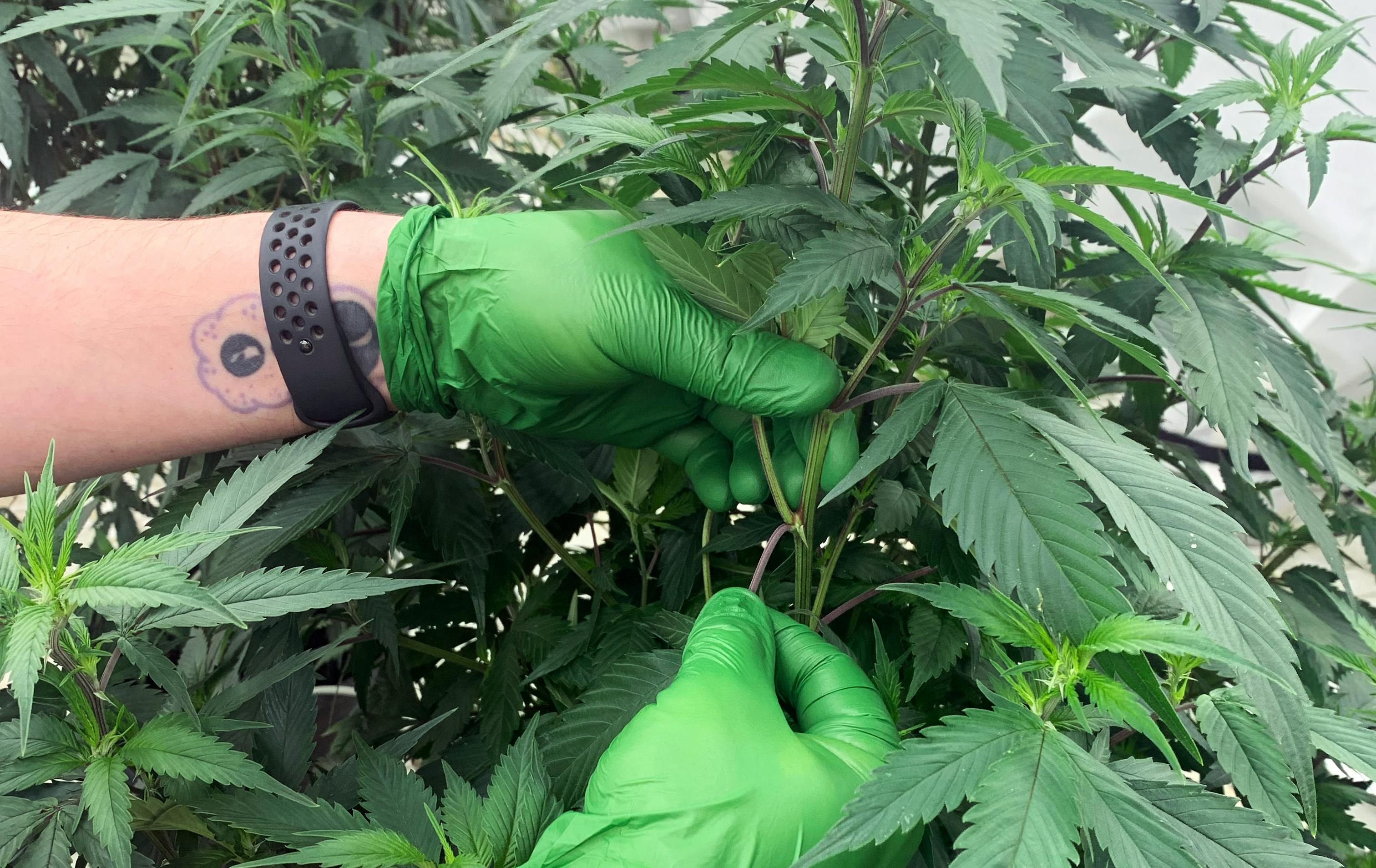 Two hands in green gloves trimming or pruning big leaves off a cannabis plant
