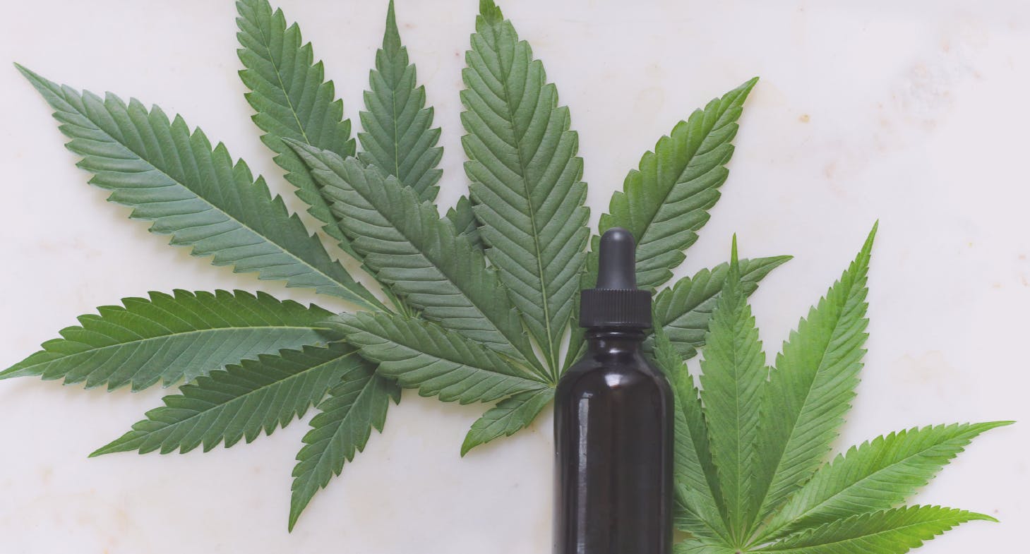 cannabis leaves and tincture bottle
