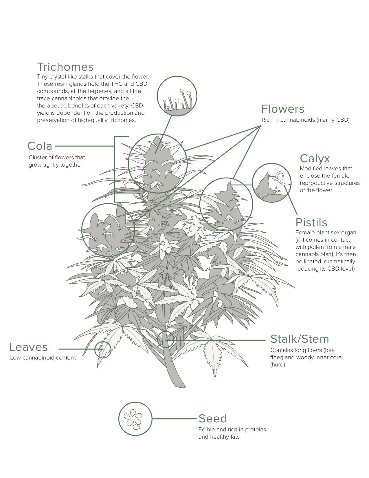 detailed hemp illustration 