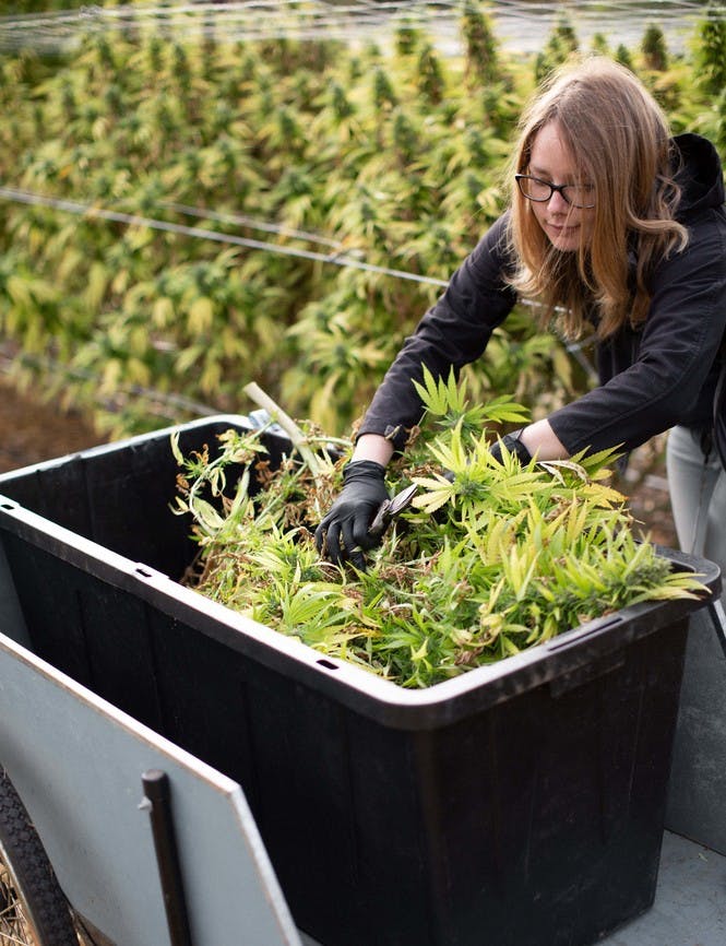 Woman trimming plants in a bin