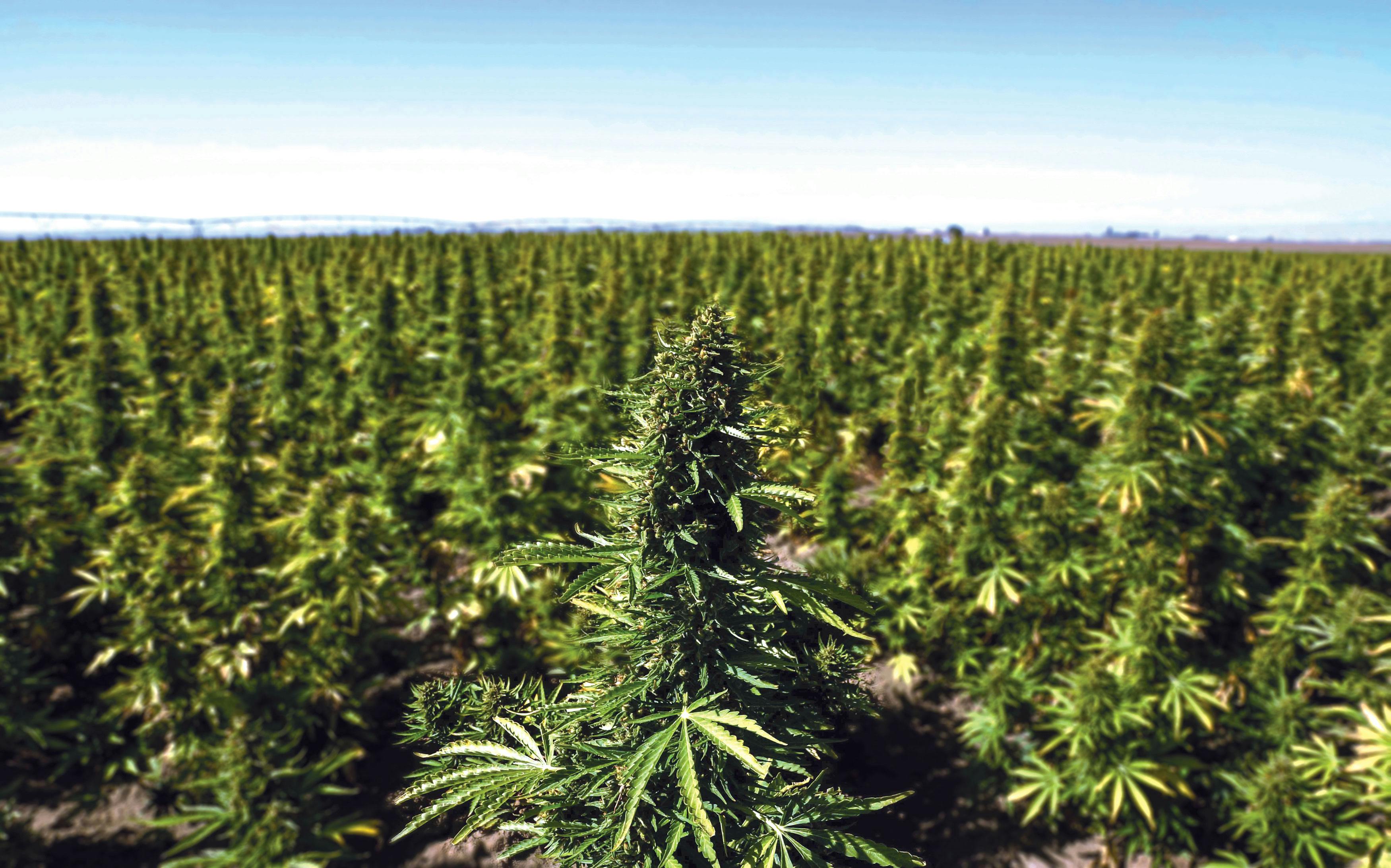 a field of autoflower cannabis plants