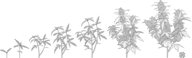 Autoflower Growth Chart