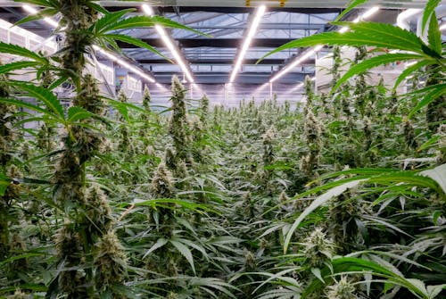 plants in greenhouse