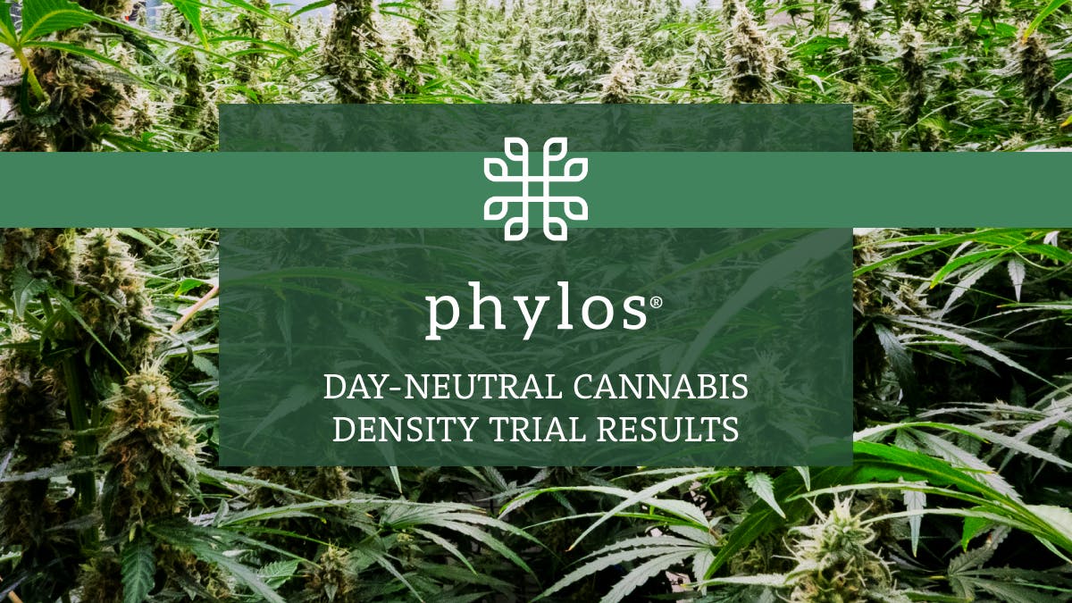 phylos day-neutral cannabis density trial results video thumbnail
