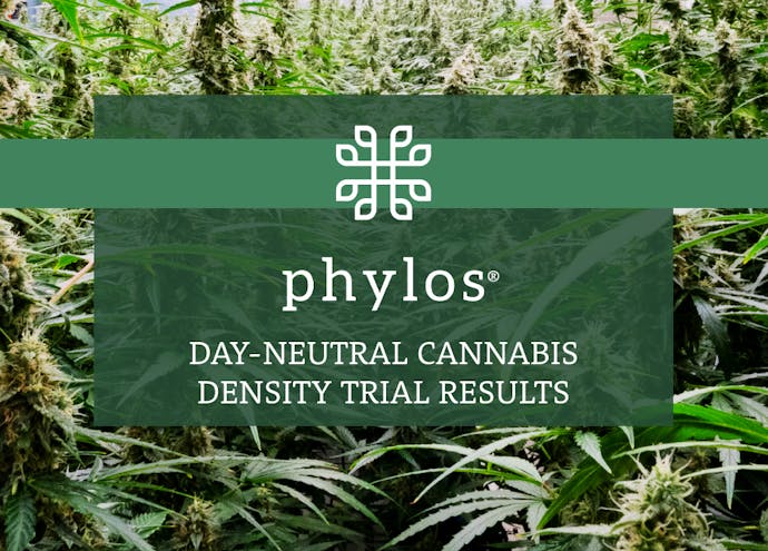 phylos day-neutral cannabis density trial results