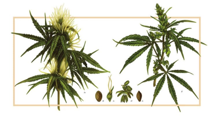 Illustration of Cannabis Plant Parts