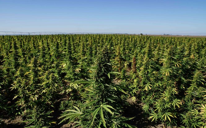 AutoCBD Hemp Field