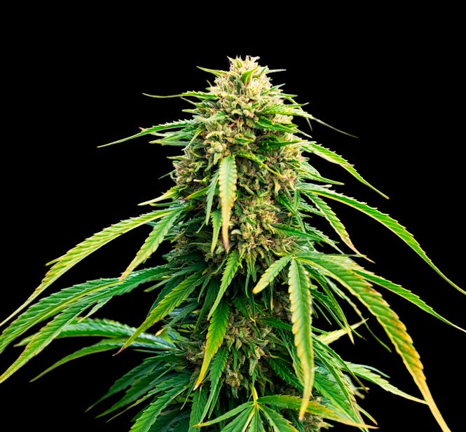PhotoCBD -- Phylos Production-Ready Seed, Velocity Hemp