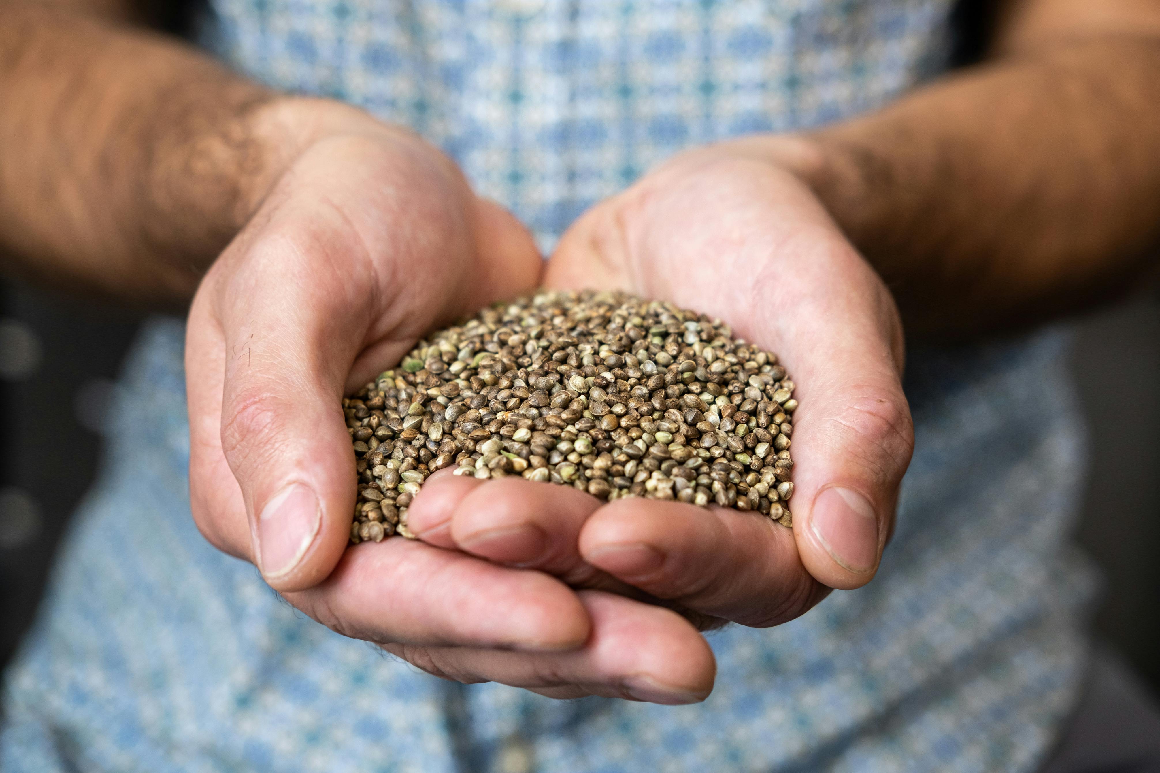 autoflower hemp seeds being held in two hands