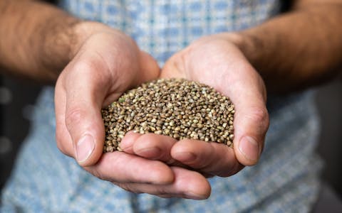 autoflower hemp seeds being held in two hands