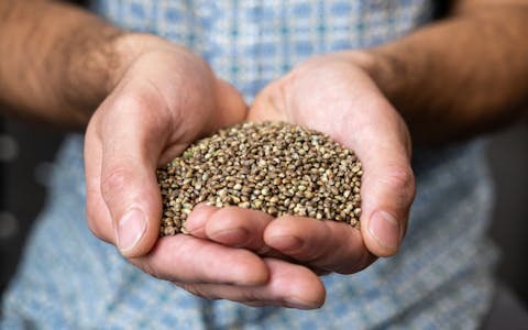 seeds being held in two hands
