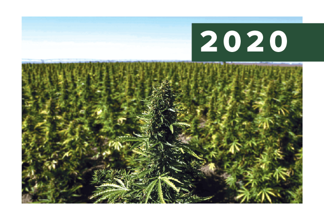 2020. AutoCBD field