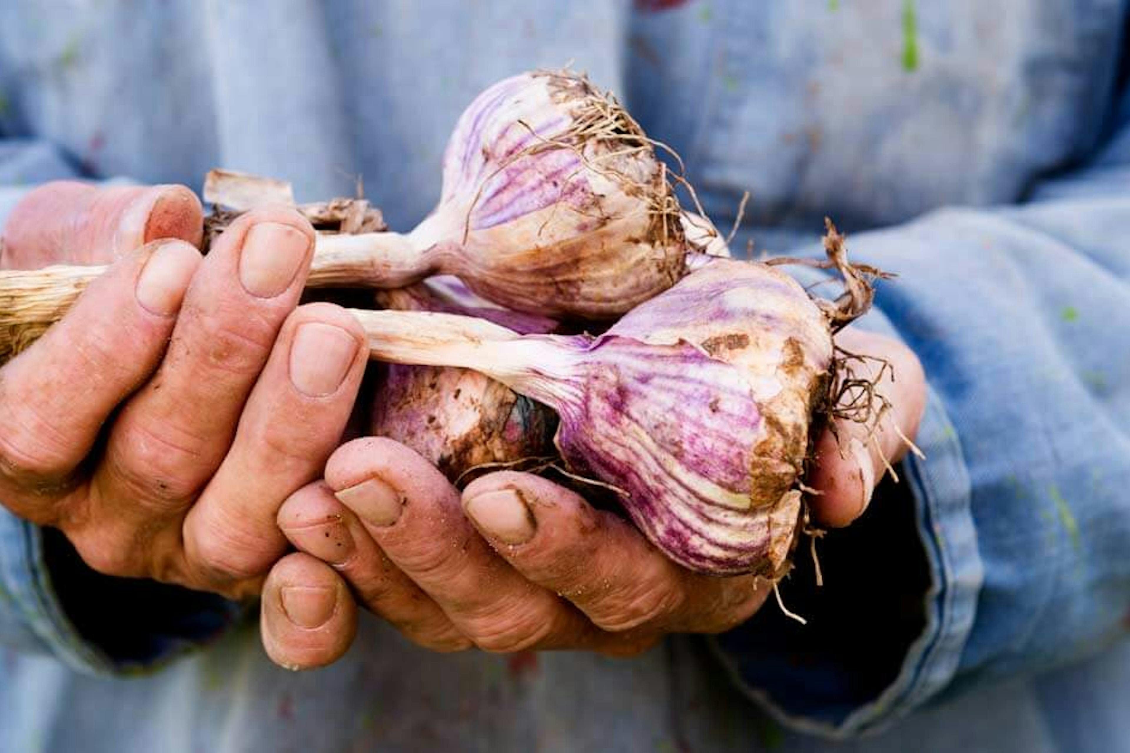 growing garlic