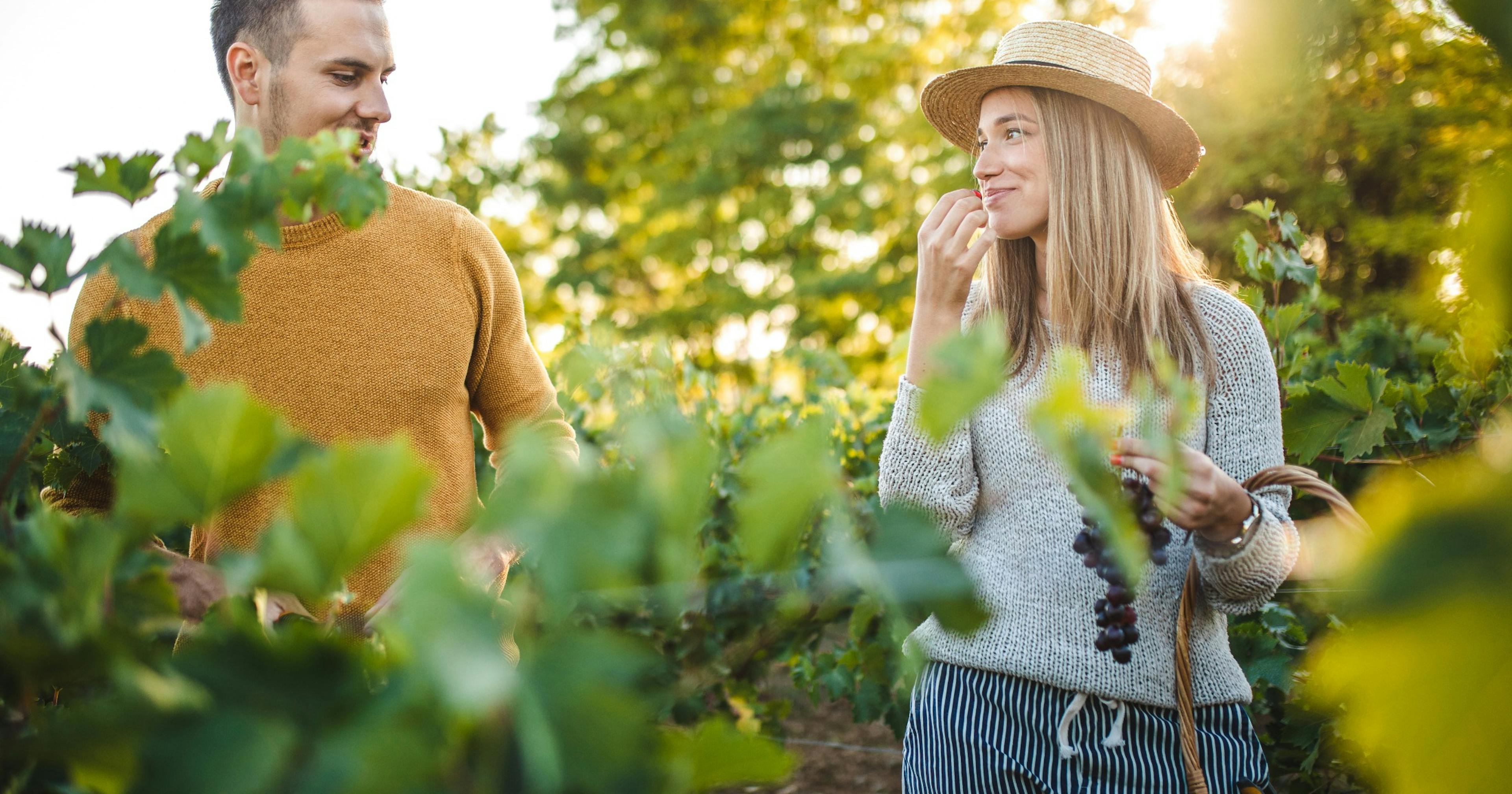 couple in a vineyard tasting grapes