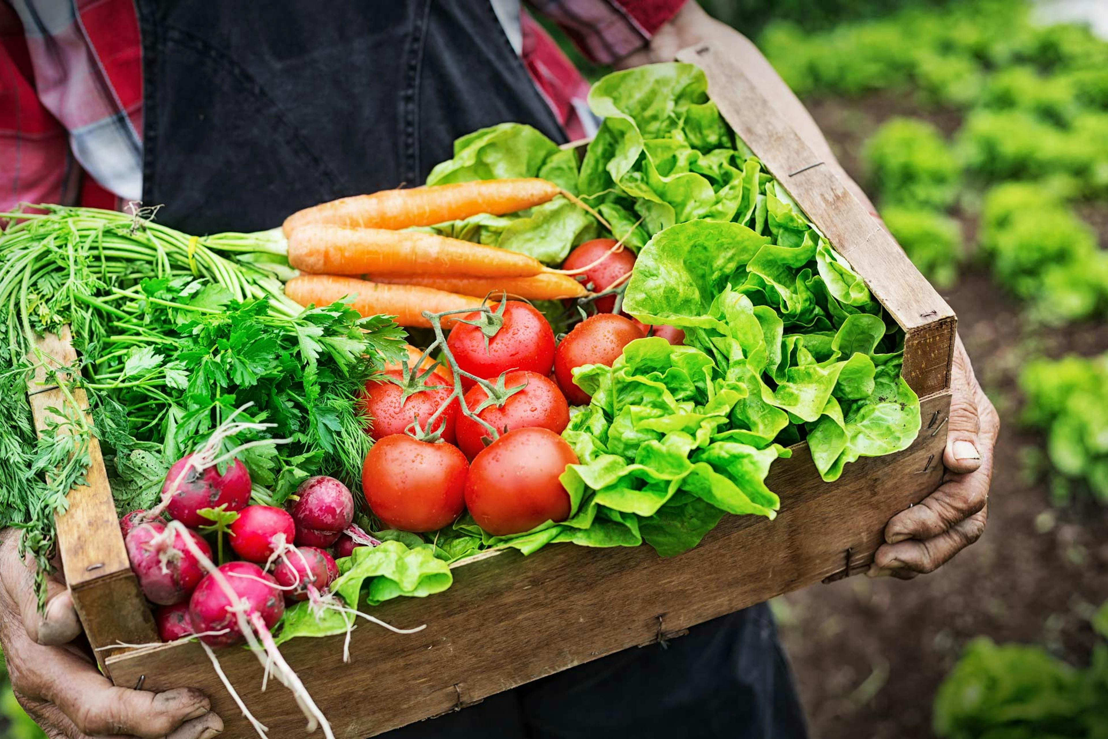 woman carrying box of freshly harvested fruits and veggies