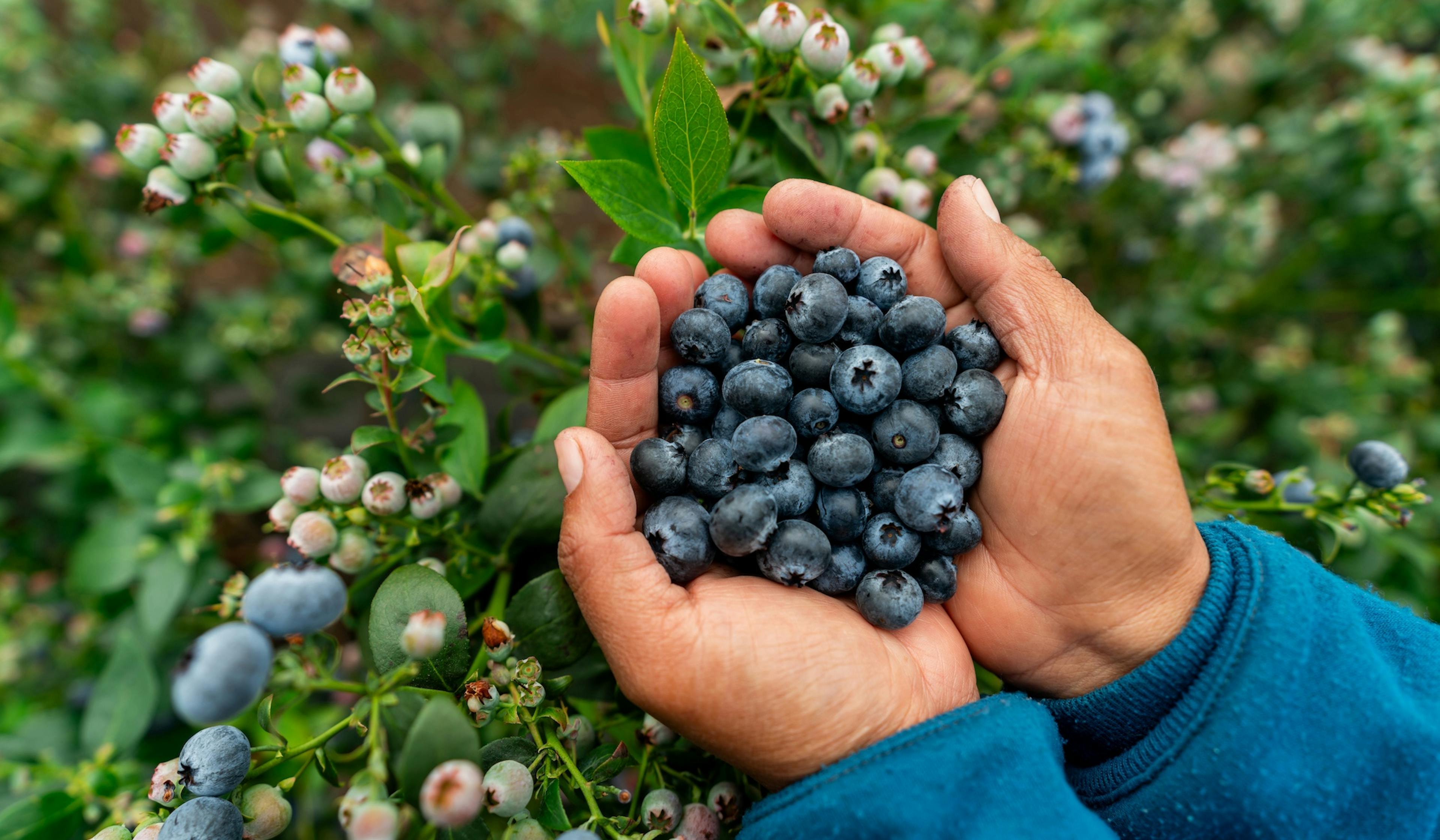 a handful of blueberries
