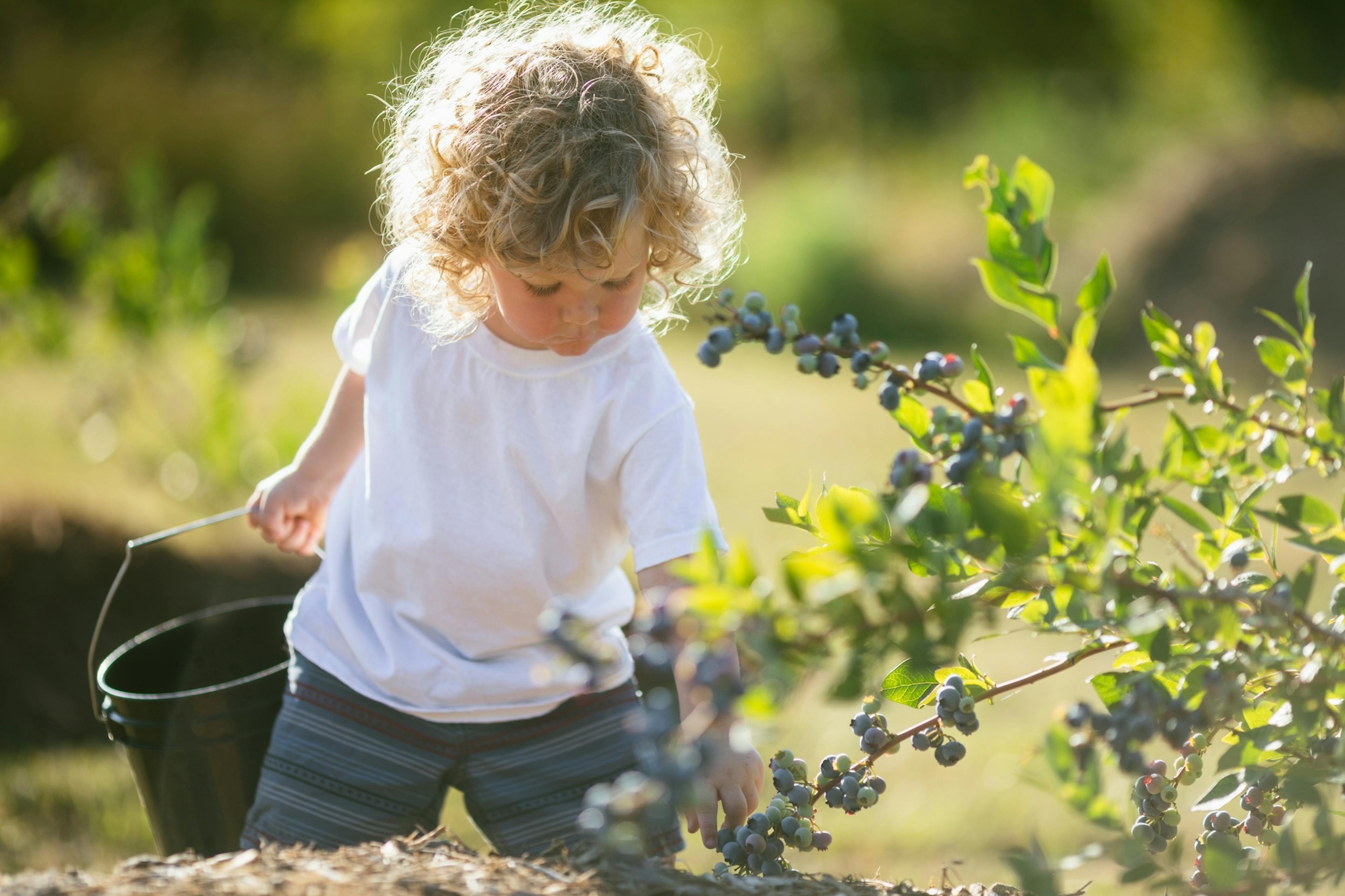 child picking blueberries