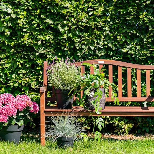 Mahoniehouten tuinbank Rainbow met planten in de tuin