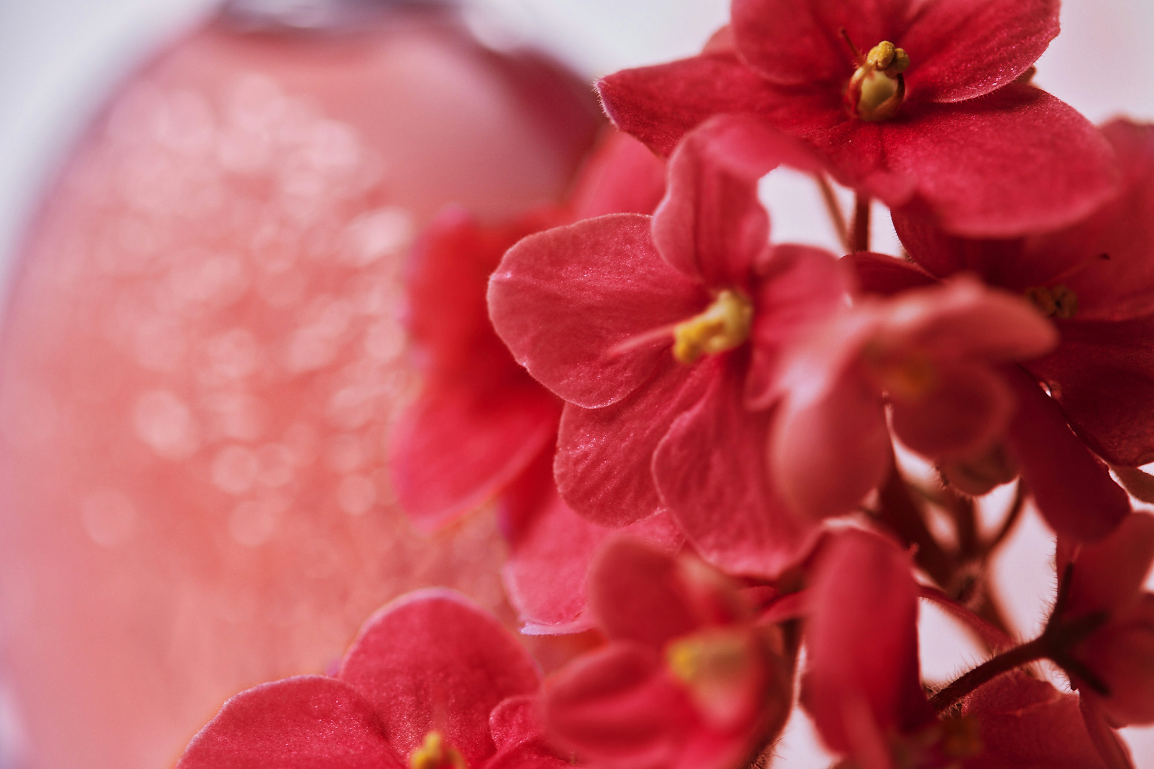
Flores vermelhas na frente de um frasco de perfume.
